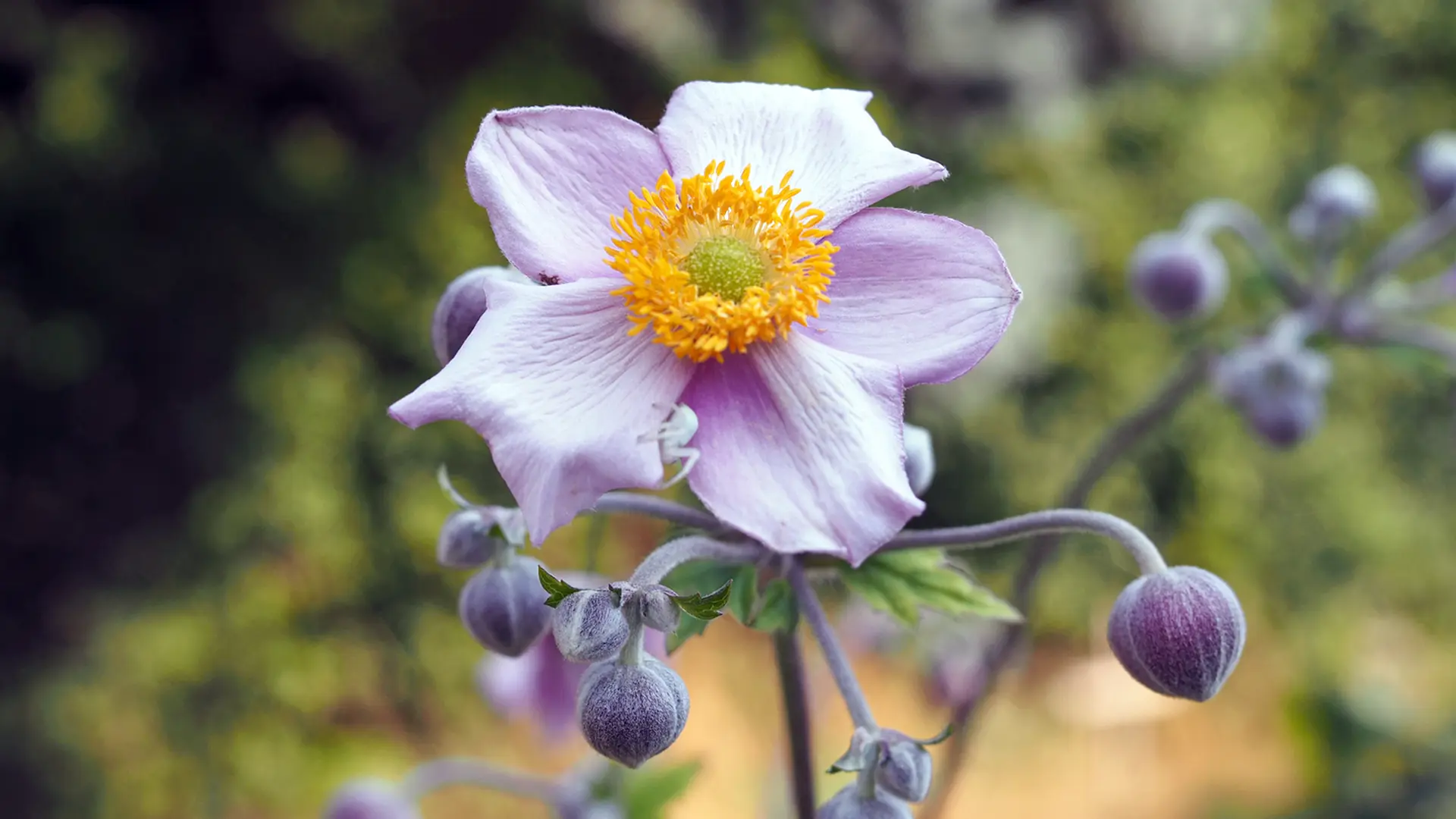 Herbst-Anemonen pflanzen, pflegen und vermehren | ndr.de
