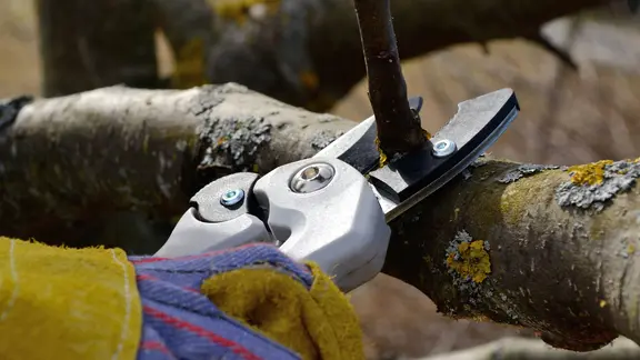 Person schneidet einen Obstbaum | imago/CHROMORANGE Person schneidet einen Obstbaum