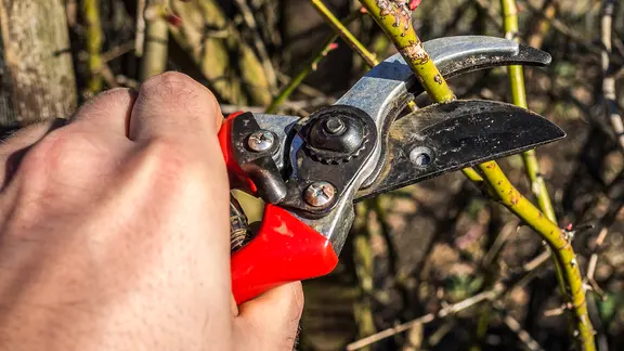Eine Rose wird im Frühling geschnitten