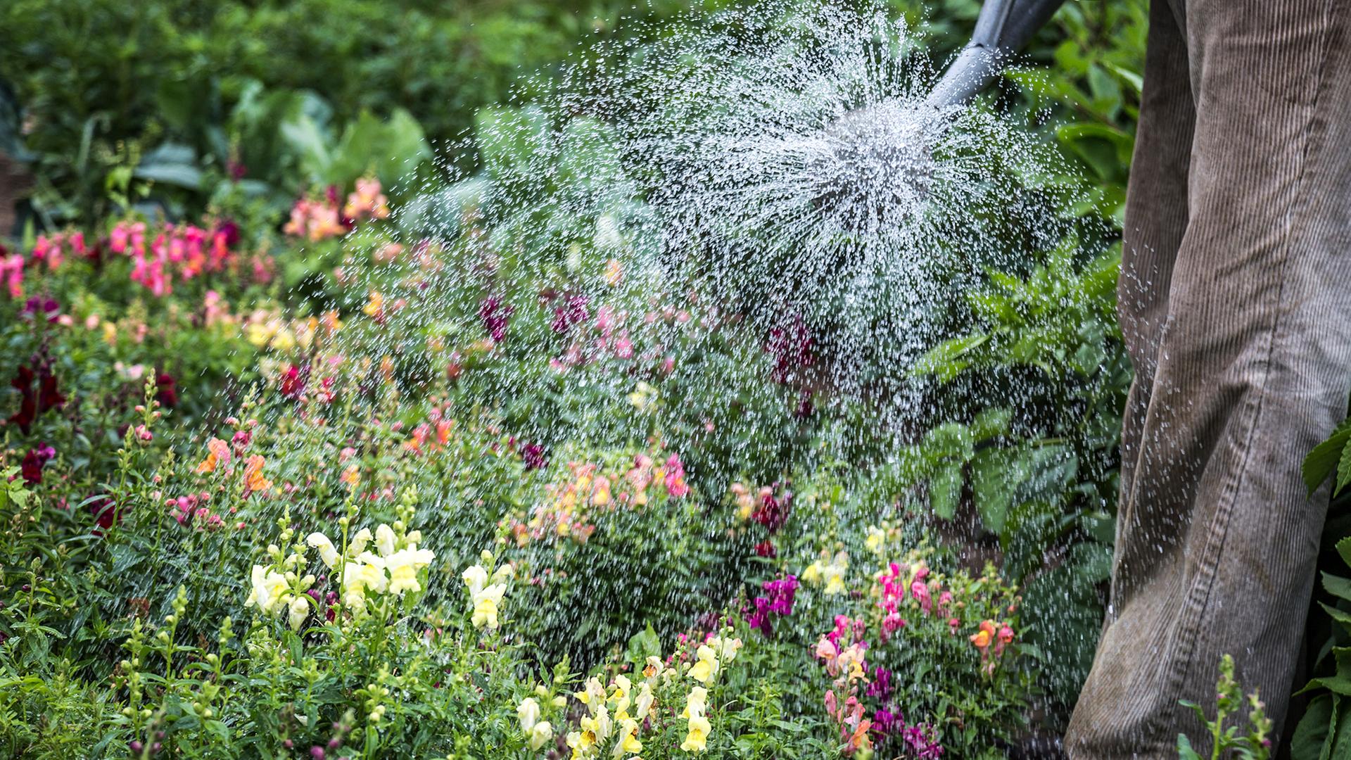 Blumen werden mit einer Gießkanne gegossen. | NDR, Udo Tanske