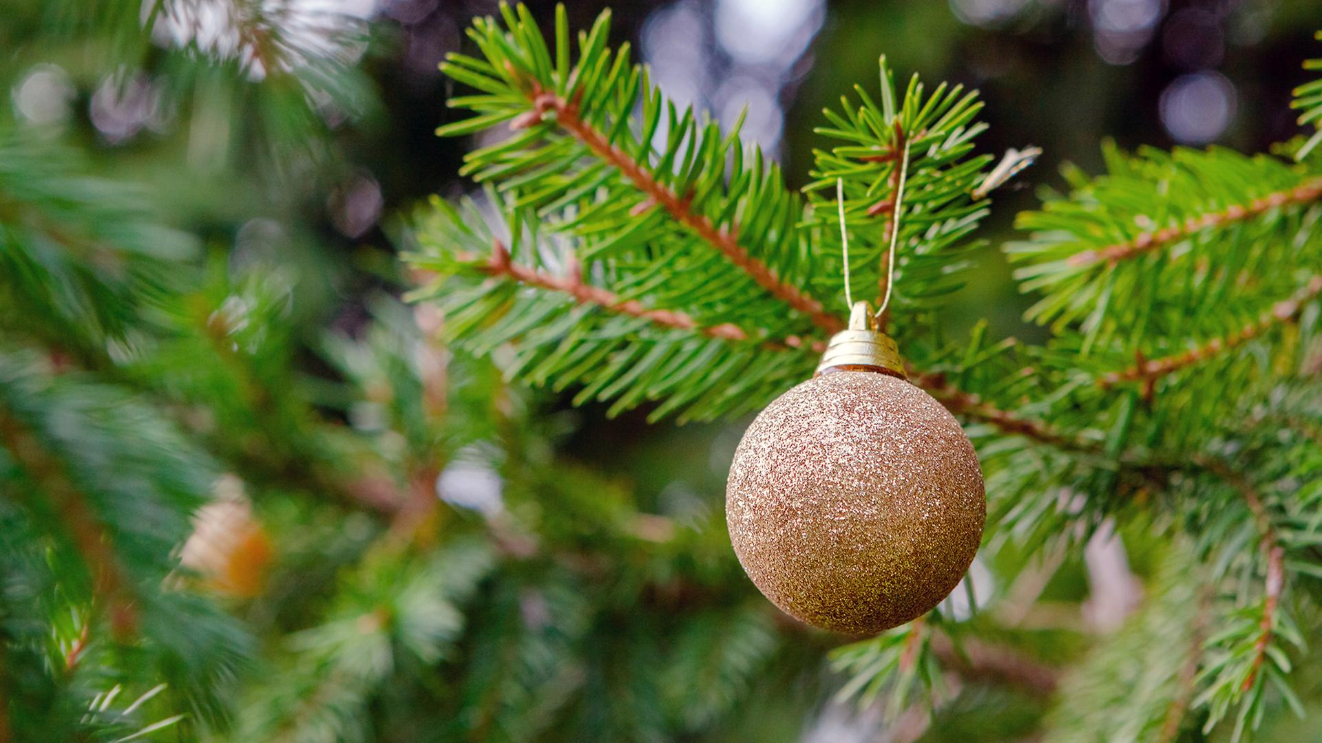 Weihnachtsbaum regelmig wssern: So bleibt er lange frisch | ndr.de