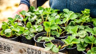 dünger für ilex Purgrün Ilex-Dünger 1 kg