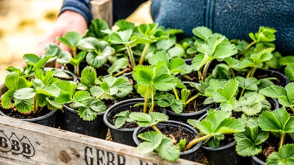 Ein Mann trägt eine Holzstiege mit kleinen Erdbeerpflanzen.