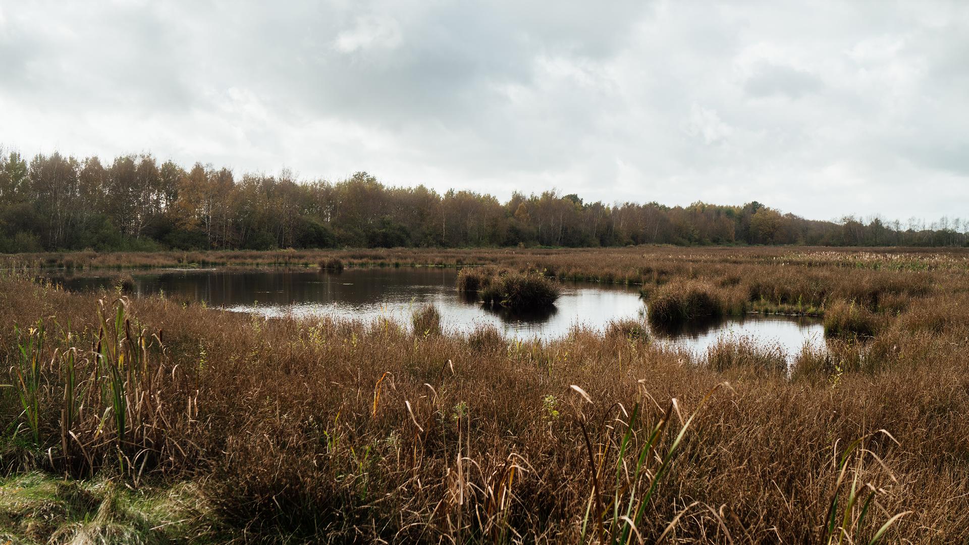 Kreis Dithmarschen weist Flächen in Tielenau für Naturschutz aus