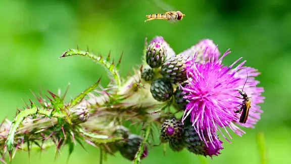 Die Distelblüte lockt und die Insekten kommen zu Besuch.