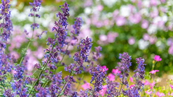 Stauden wie Katzenminze blühen nach einem Rückschnitt im Sommer ein zweites Mal. | Panthermedia, Shawn.ccf Katzenminze im Beet.