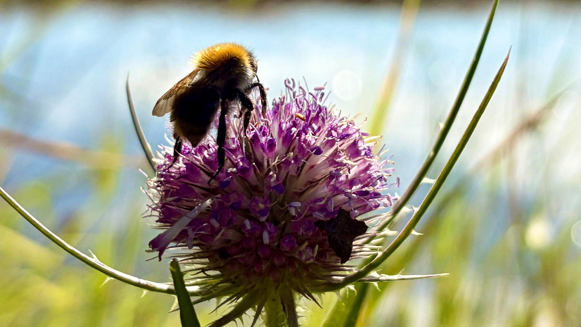 Eine Hummel sitzt auf einer Blüte in Ditzum | NDR/Stefanie Helbach