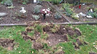Wildschweine haben die Erde auf dem Friedhof in Oerrel umgegraben.