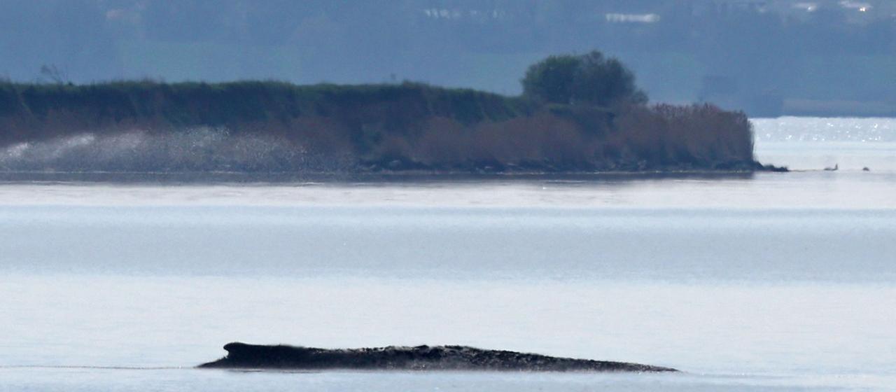 Neuer Rettungsversuch für gestrandeten Wal