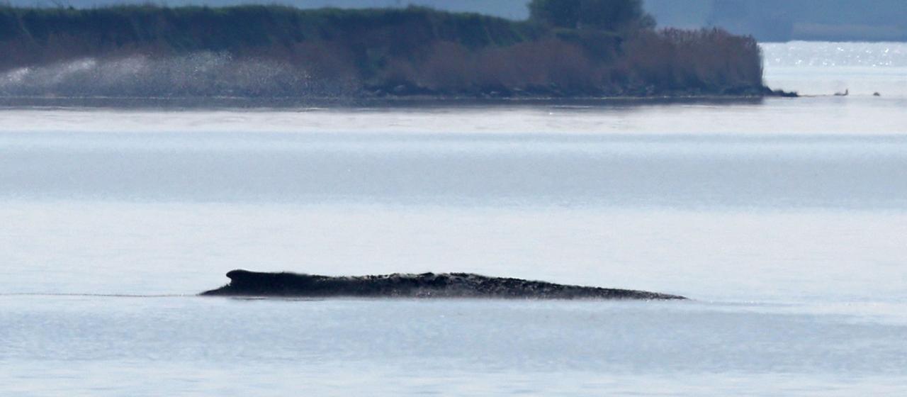 Buckelwal in der Ostsee soll angehoben werden