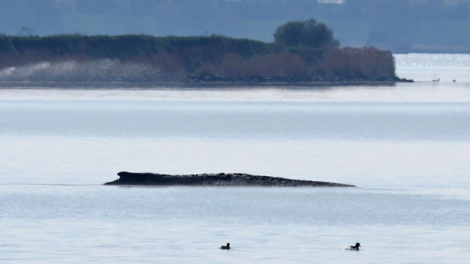 Der Rücken eines Buckelwals schaut in der Ostsee vor der Insel Poel aus dem Wasser. | Bernd Wüstneck/dpa