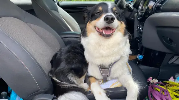Hund sitzt hechelnd im Auto