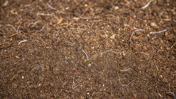 Hochbeet im Herbst neu befllen und dngen | ndr.de