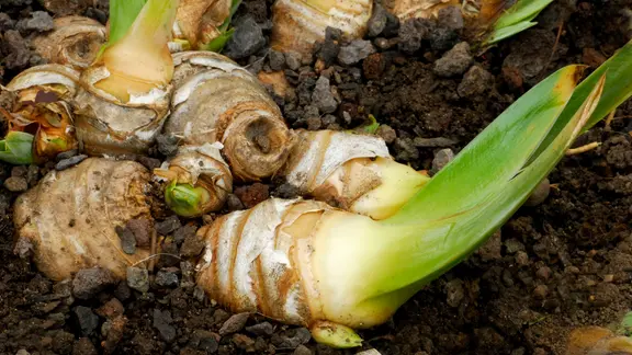 iris düngen Purgrün Schwertlilien-Dünger 1 Liter