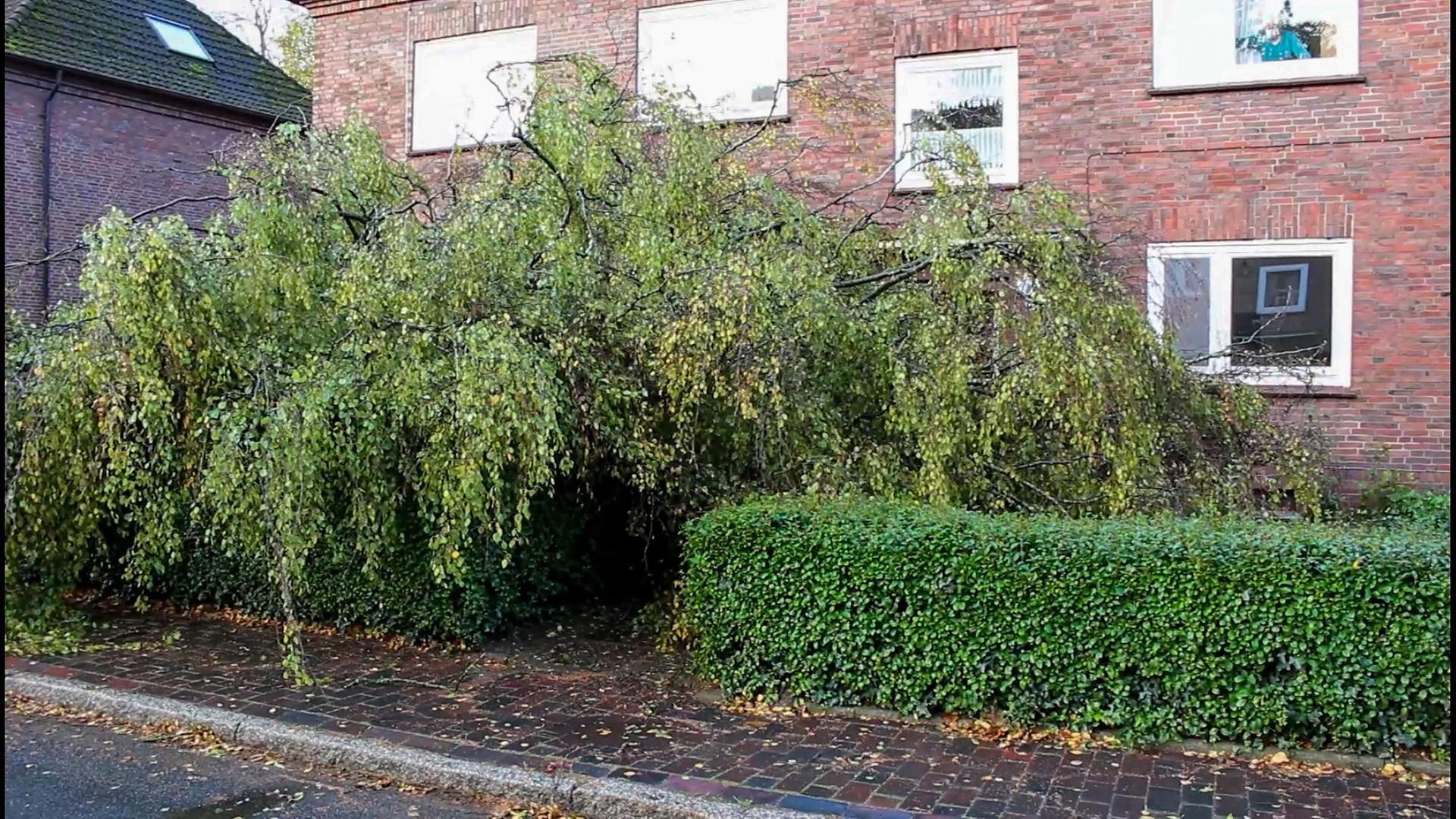 Baum stürzt vor Hauseingang und versperrt ihn