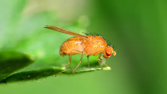 Eine Fruchtfliege, auch Essigfliege, Gärfliege, Mostfliege oder Obstfliege (Drosophila melanogaster) auf einem Blatt.