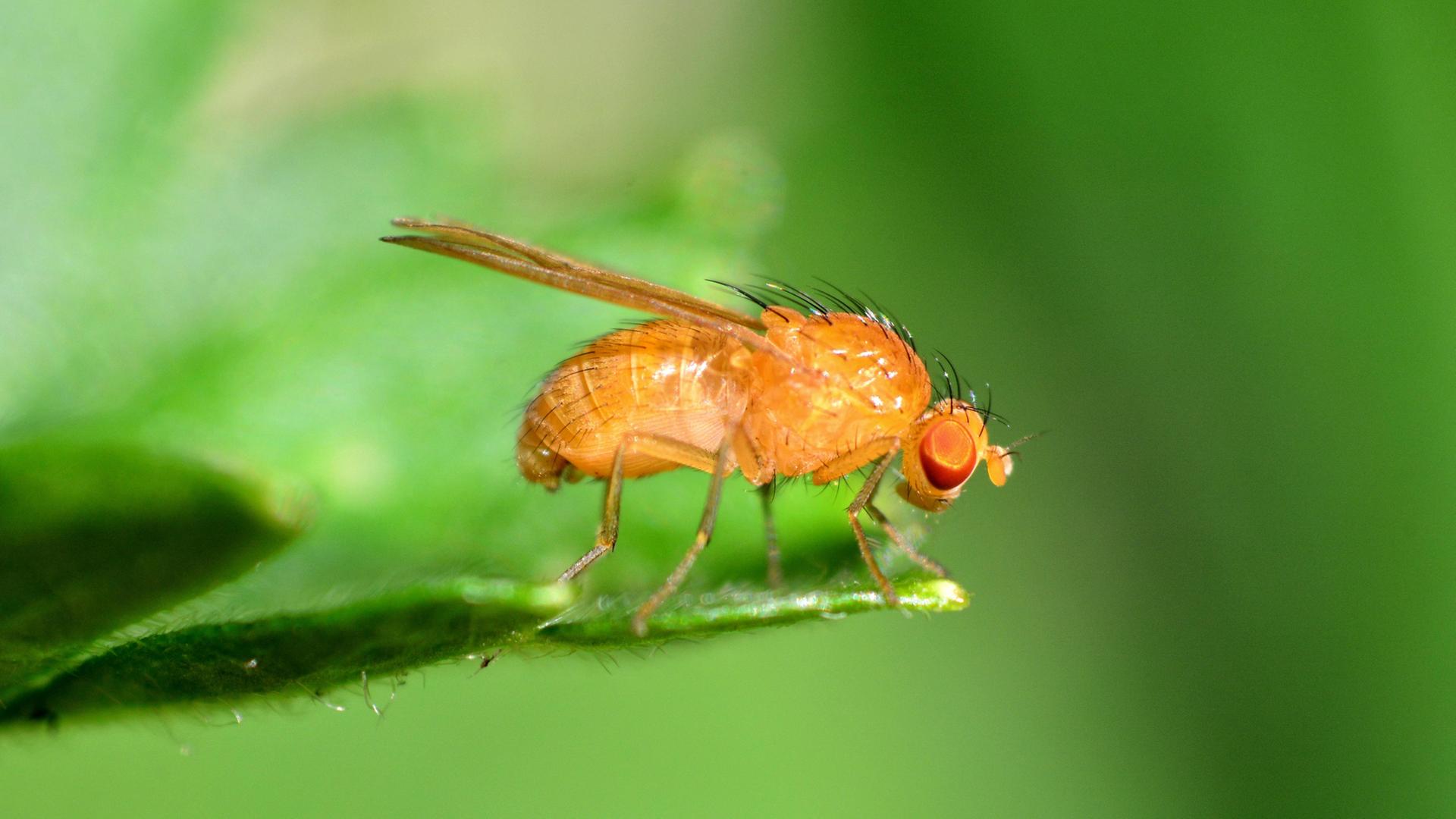 Fruchtfliegen loswerden mit Hausmitteln: So geht's | ndr.de