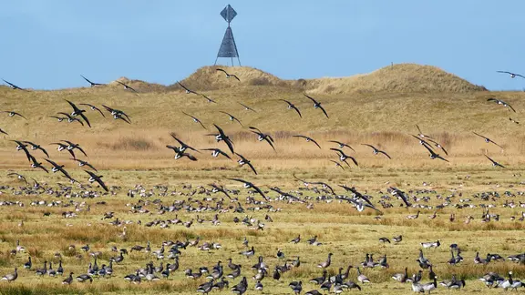 Auf Juist und an vielen Orten an der niedersächsischen Nordseeküste kann man Zugvögel beobachten. | Imago/Westend61, Wilfried Wirth Schwärme von Nonnengänsen auf der ostfrieischen Insel Juist.