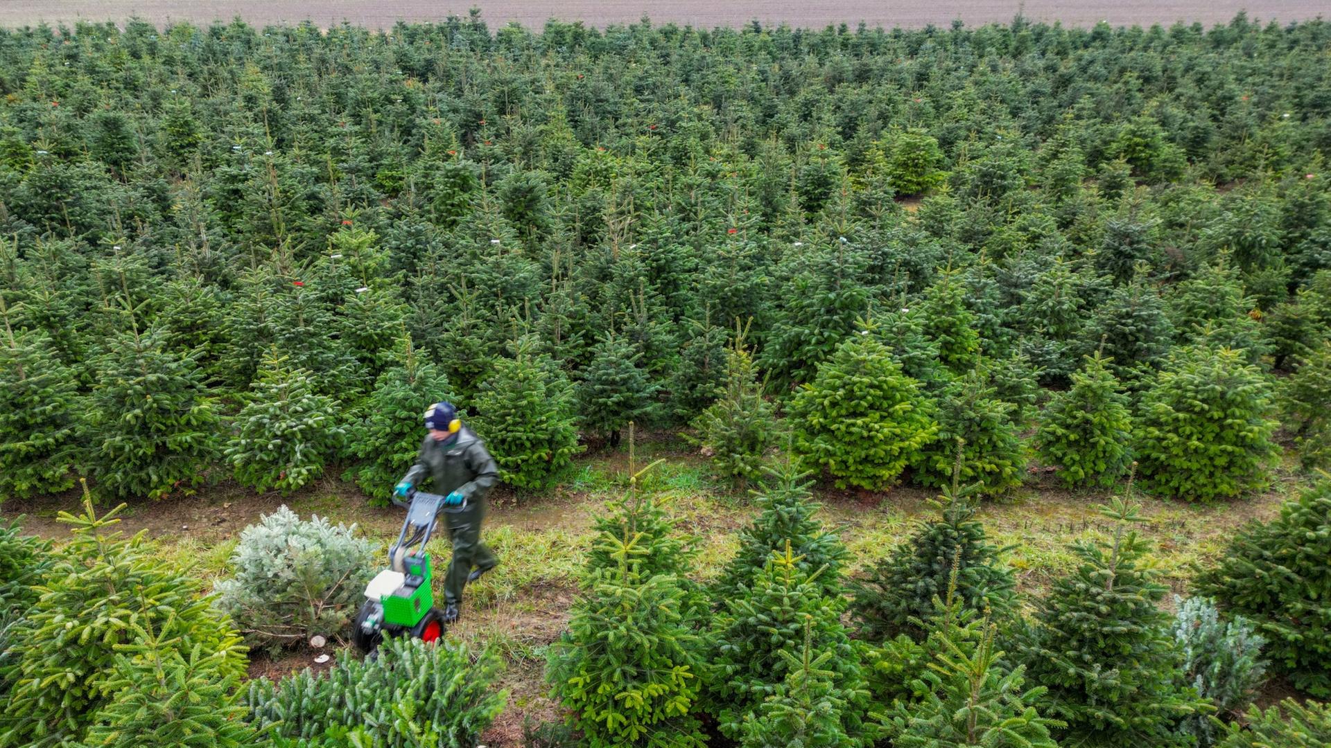 Wer seinen Weihnachtsbaum in MV selbst schlägt, spart Geld