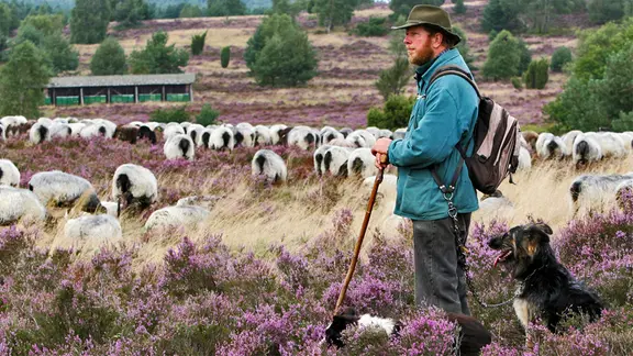 Ein Schäfer mit Heidschnuckenherde in der Lüneburger Heide. | dpa, Hans-Jürgen Wege Ein Schäfer mit Heidschnuckenherde in der Lüneburger Heide.