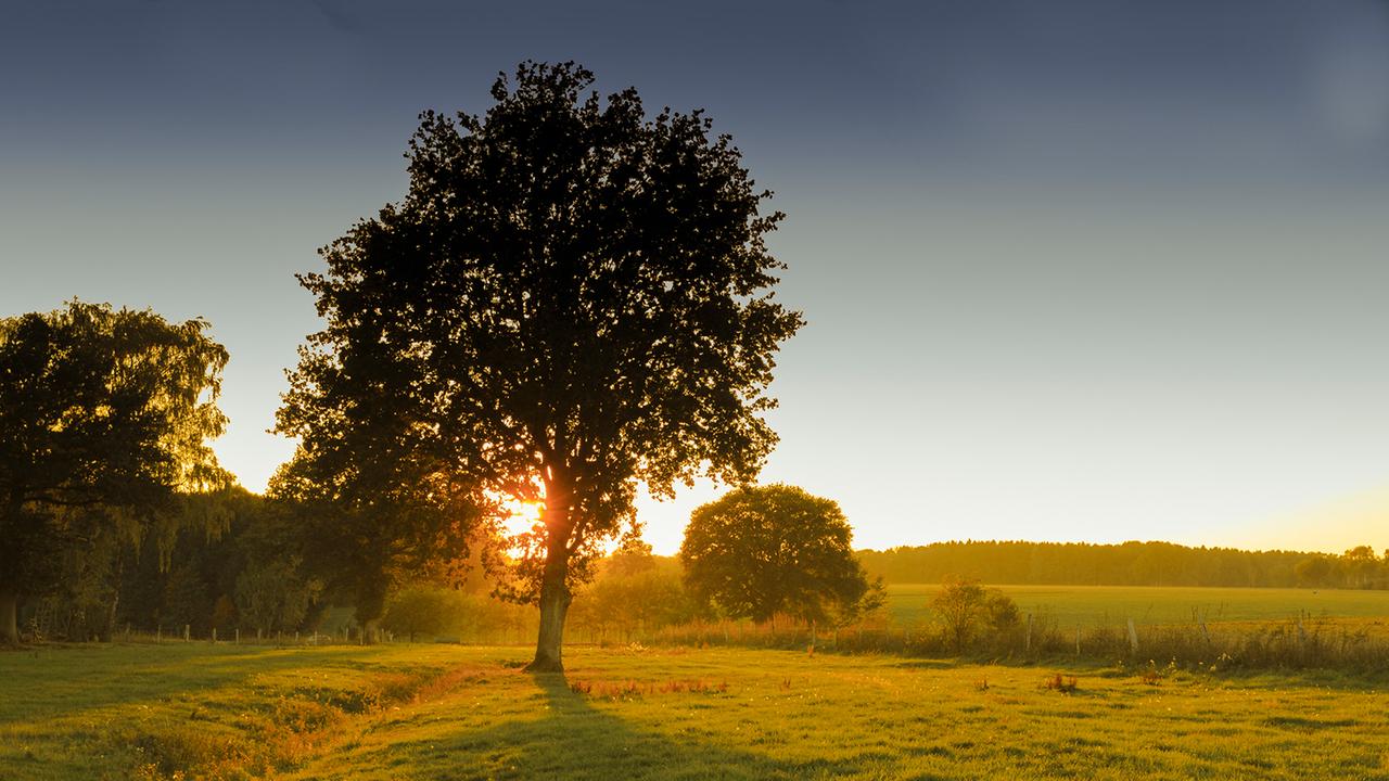 An einem Spätsommerabend in Bad Fallingbostel geht die Sonne hinter einem Baum unter.
