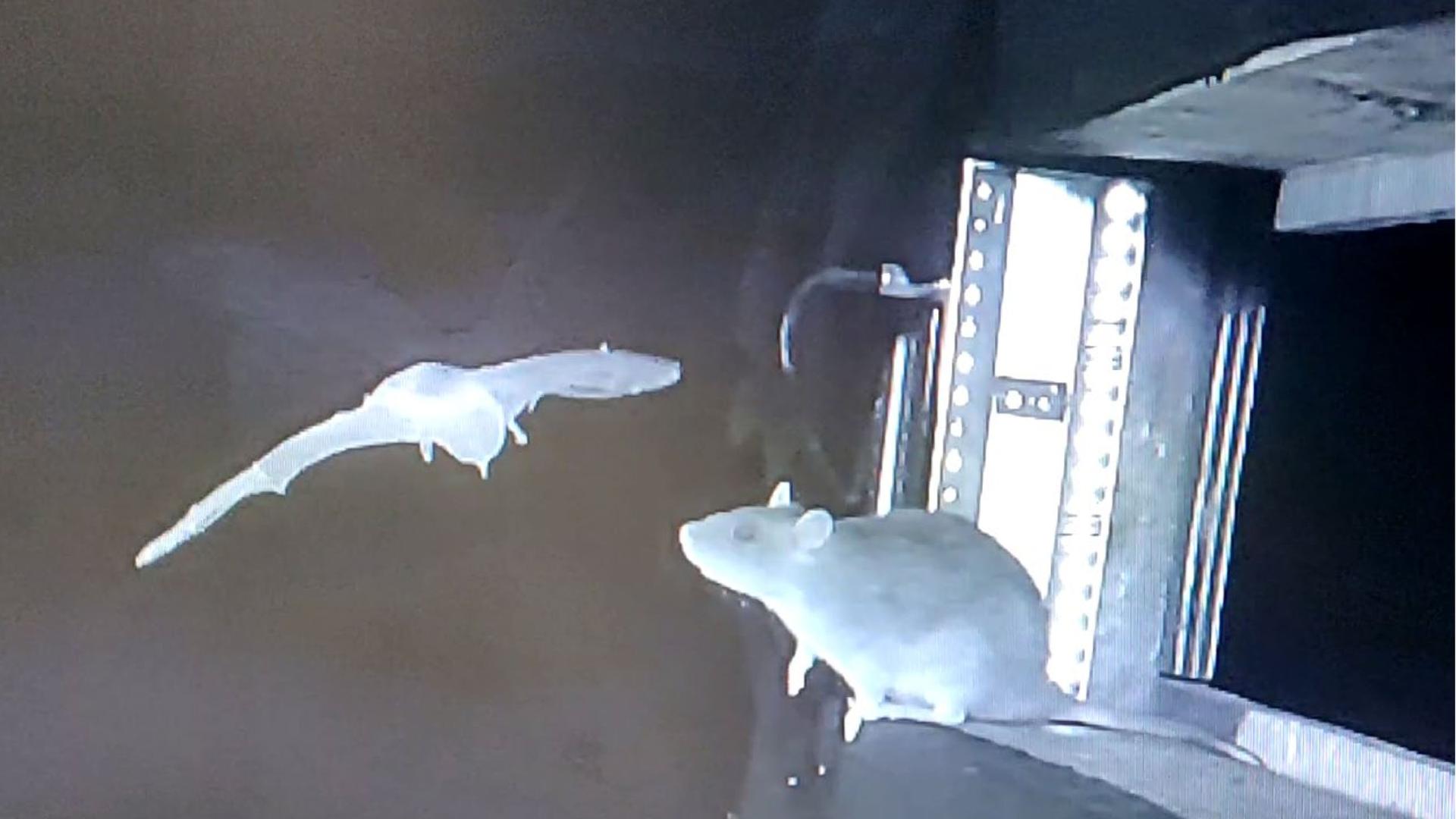 Ratten jagen Fledermäuse in SH – Forschungssensation am Kalkberg