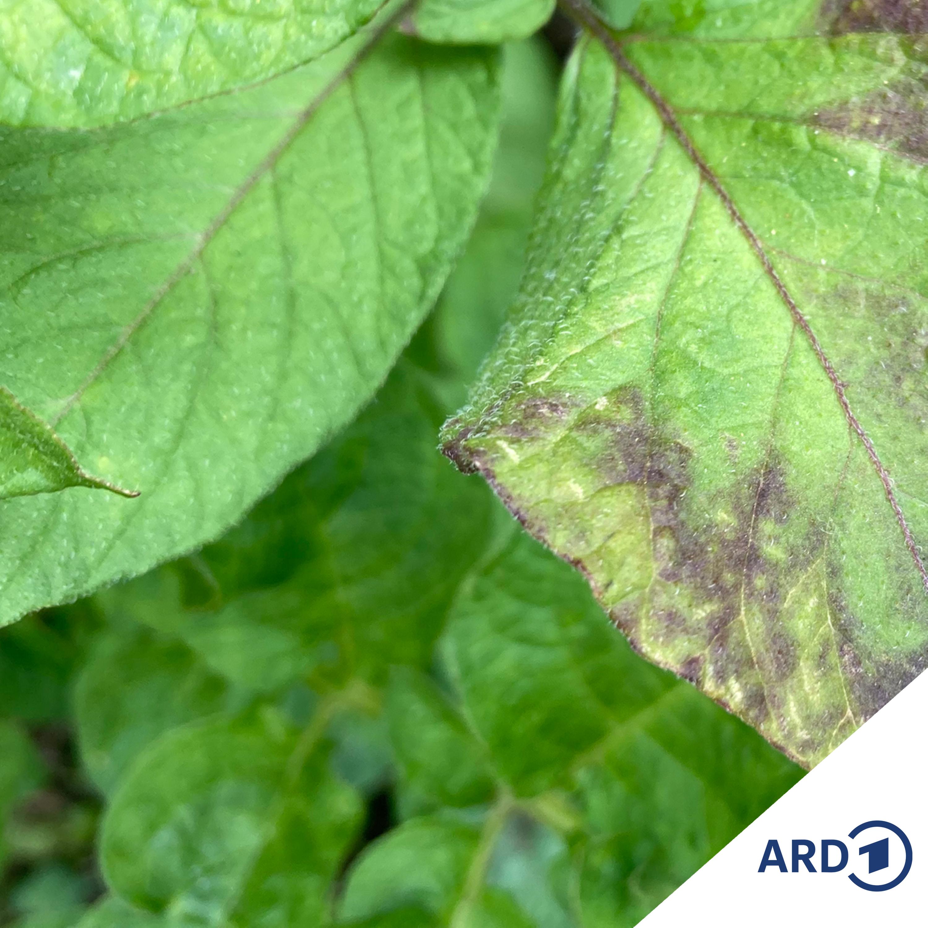 Im Grünen Bereich – Der NDR Gartenpodcast