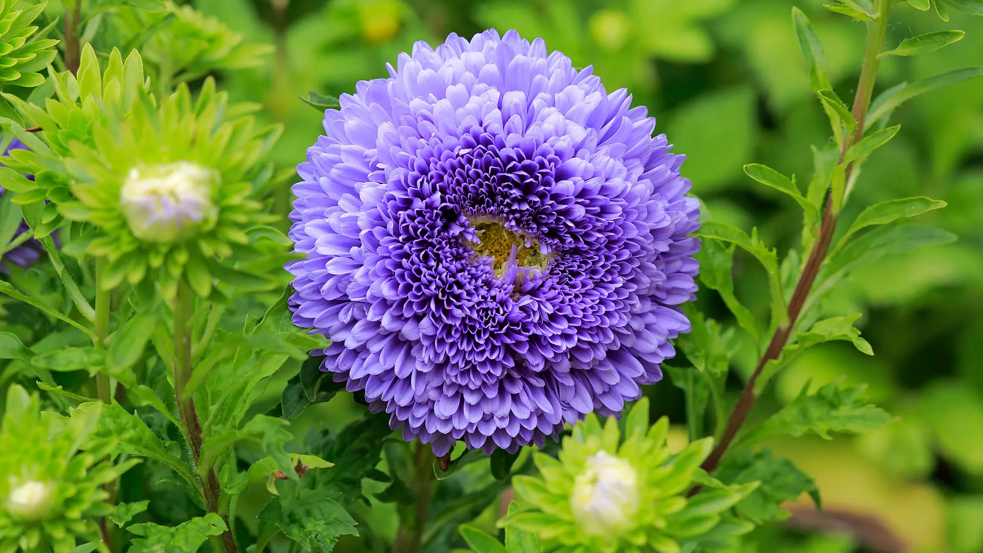 astern als zimmerpflanze Herbst-Aster 'Marie Ballard' - Aster novi-belgii marie ballard