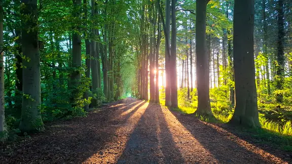 Ein Waldweg bei Dinklage.