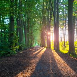 Ein Waldweg bei Dinklage.