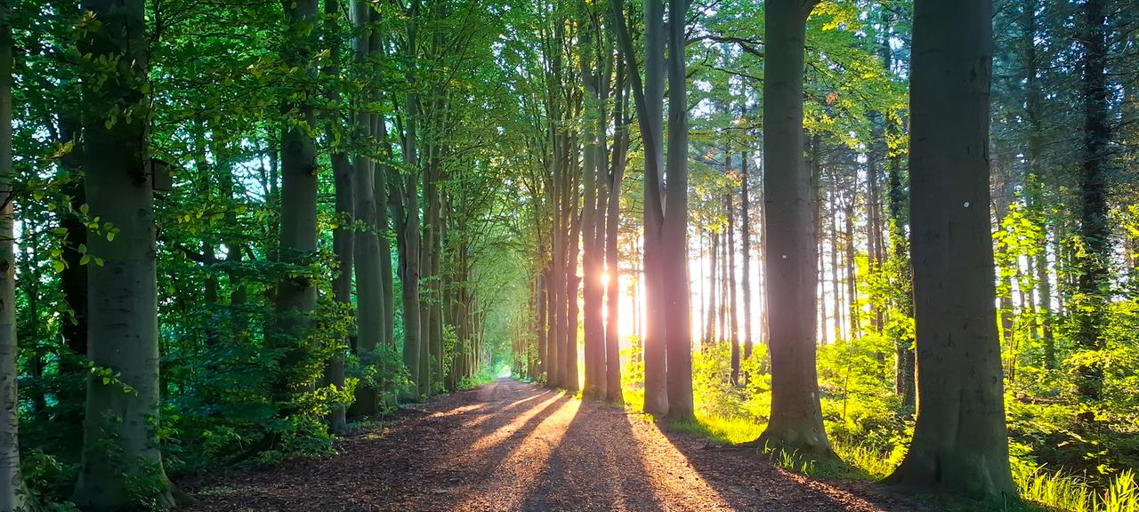 Ein Waldweg bei Dinklage.