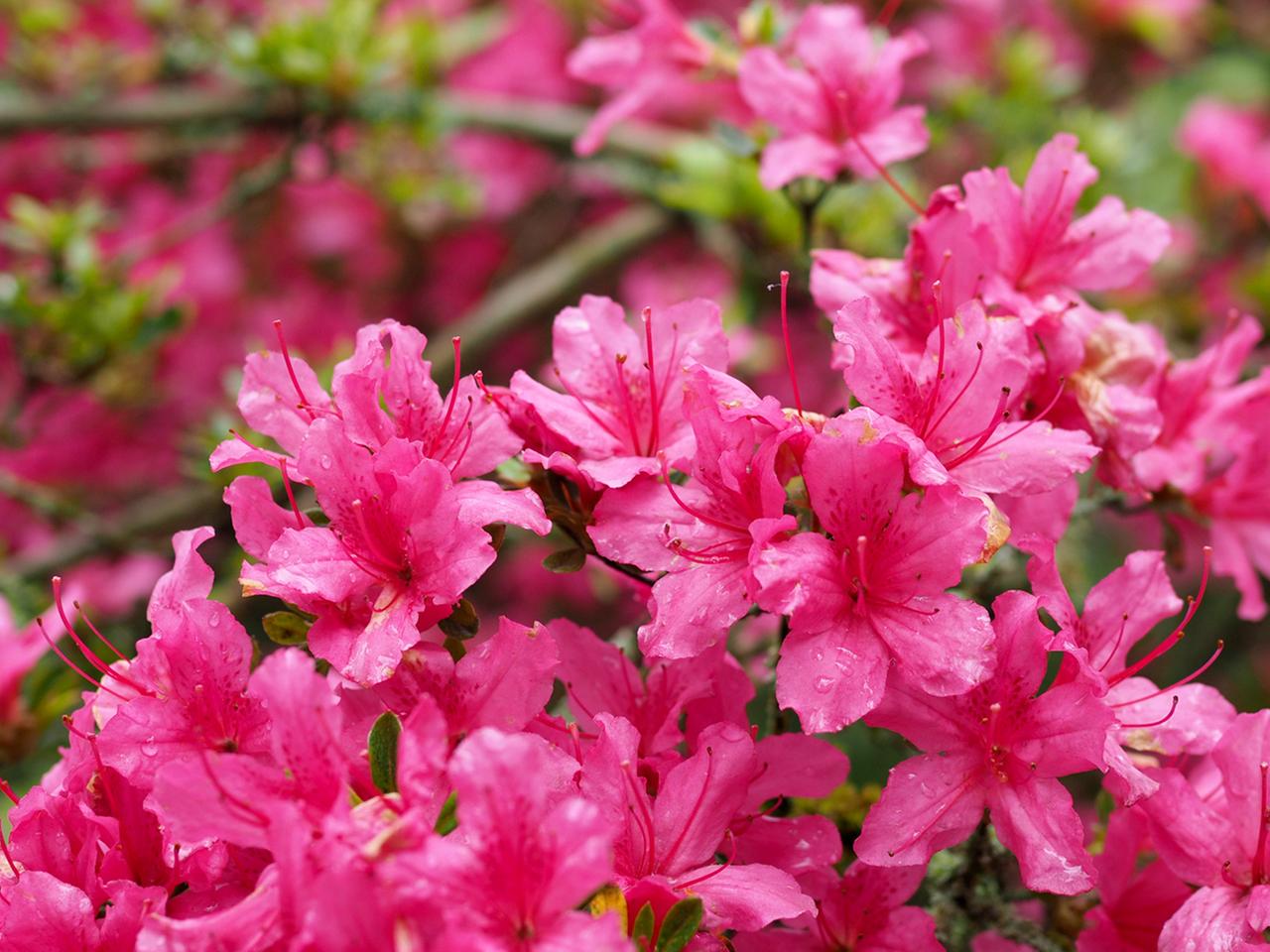 Rhododendron richtig dngen: So blht er in voller Pracht | ndr.de