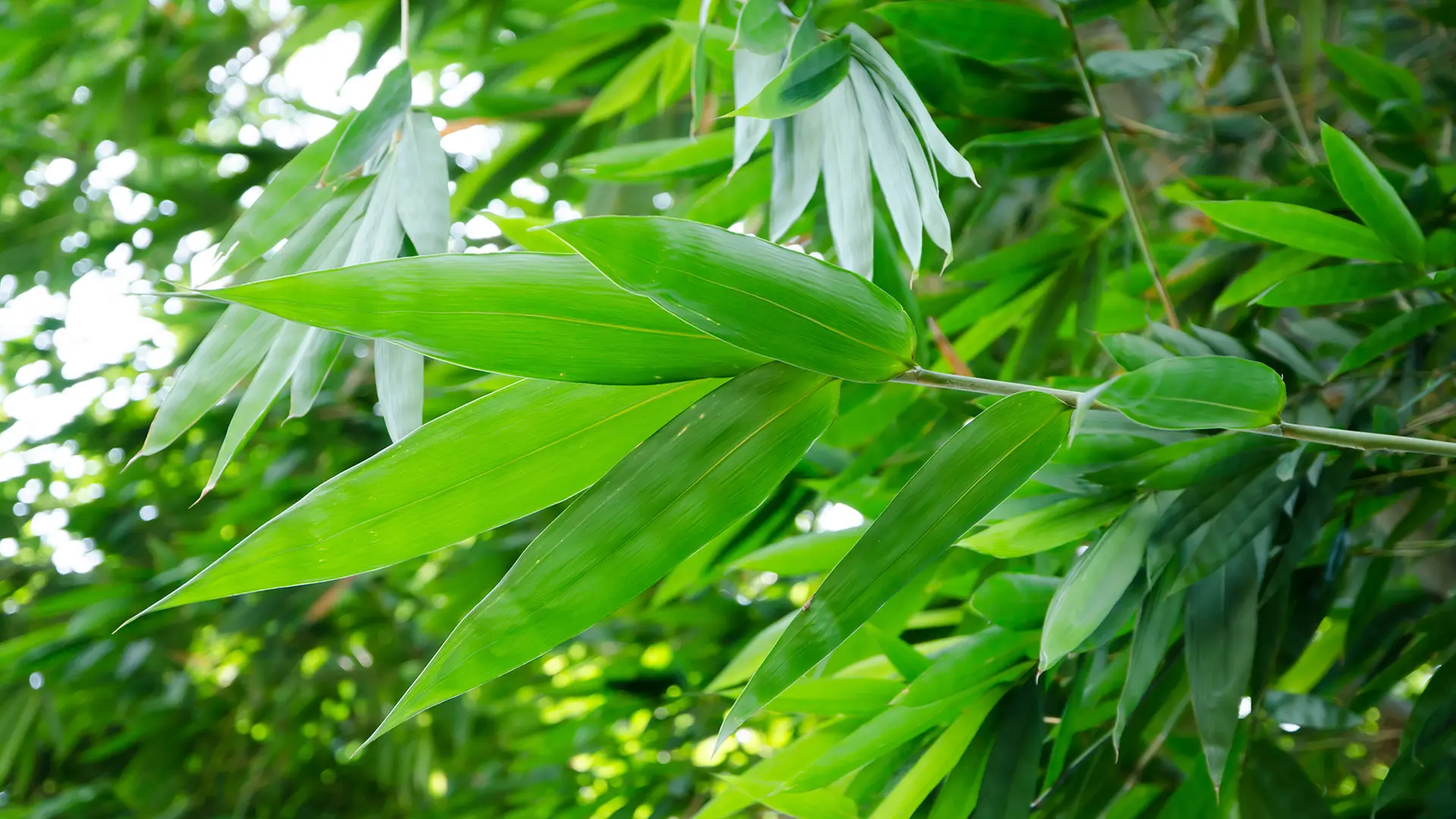 calathea mini mix Small Calathea 'White Fusion' main image 1