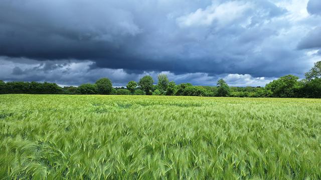 Bauernverband: Rettet der Regen die Ernte?