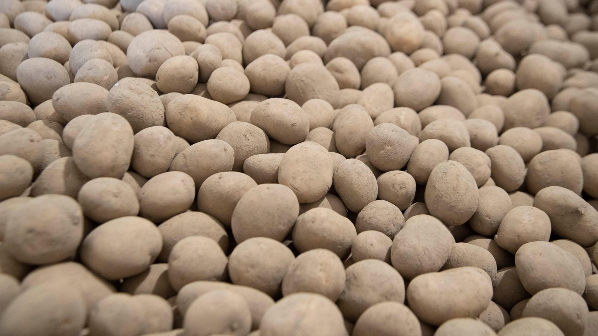 Hunderte Kartoffeln liegen in einem Lager.  | picture alliance / SvenSimon, Malte Ossowski/SVEN SIMON