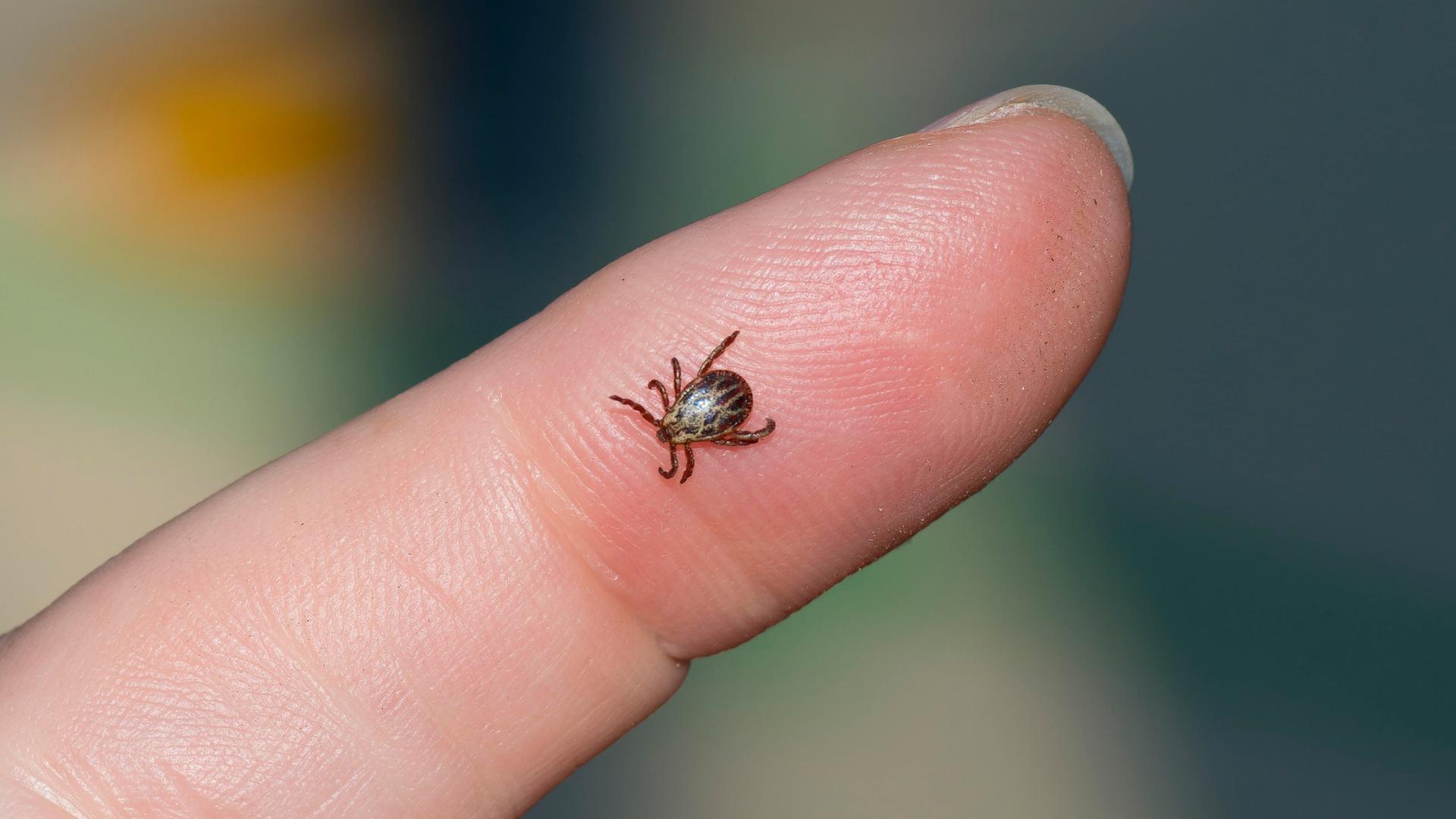 Eine Wiesenzecke (Dermacentor reticulatus) (Männchen) | picture alliance, Zoonar, Karin Jaehne