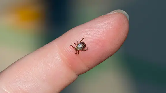 Eine Wiesenzecke (Dermacentor reticulatus) (Männchen)