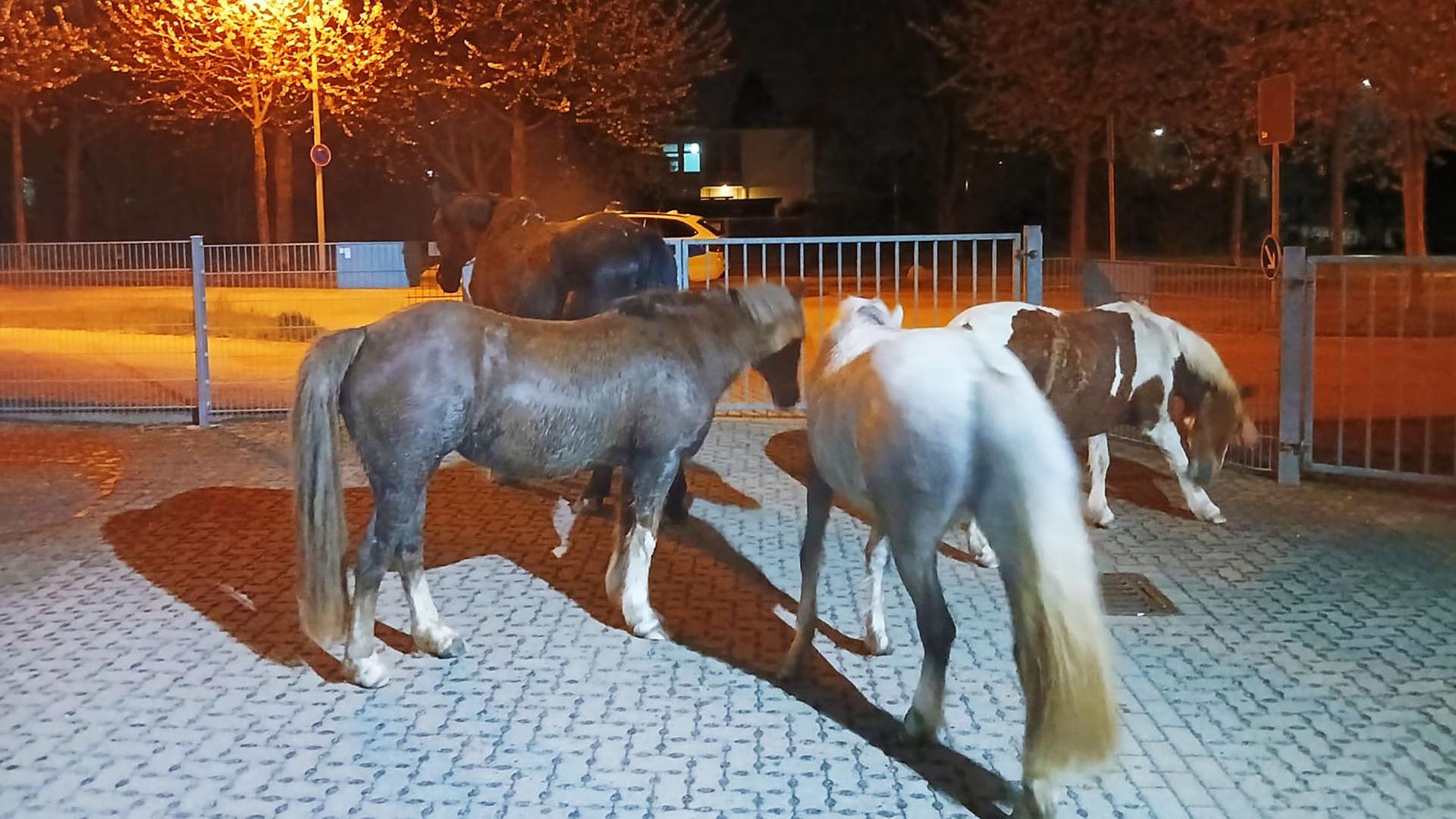 Pferde | Polizei Wolfenbüttel