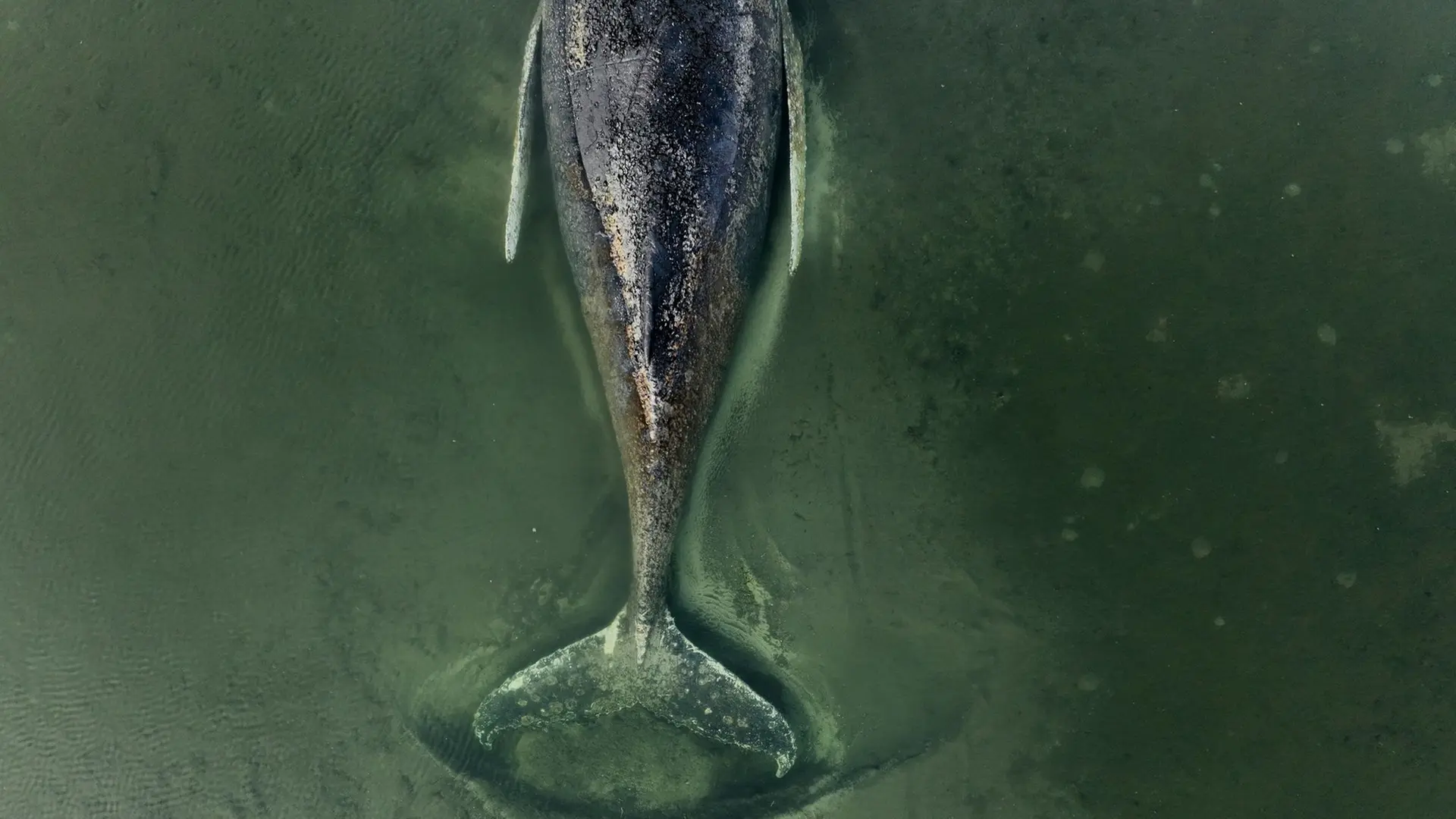 Liveticker zum Buckelwal: Rettung mit Luftkissen geplant