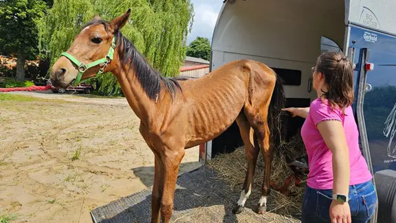 Ein abgemagertes Pferd wird aus einem Anhänger geführt.