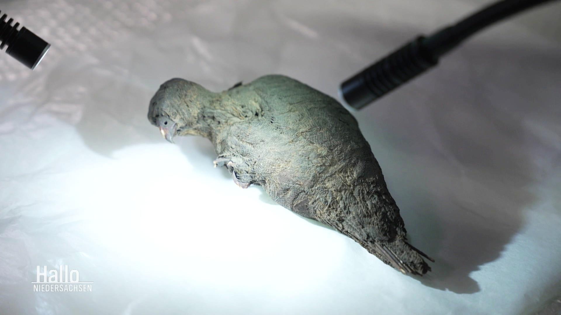Vogelmumie: Vermeintlicher Moorfund ist mehr als 2.000 Jahre