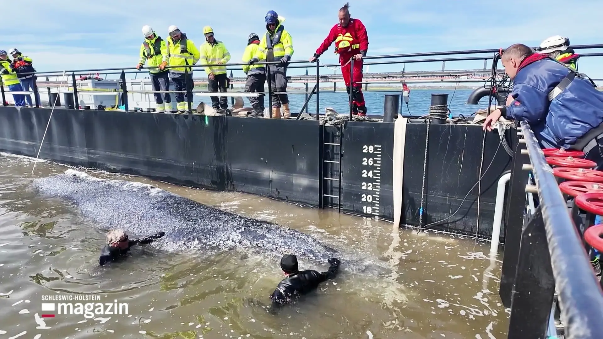 Bergung von Ostsee-Wal: Tier befindet sich in Lastkahn