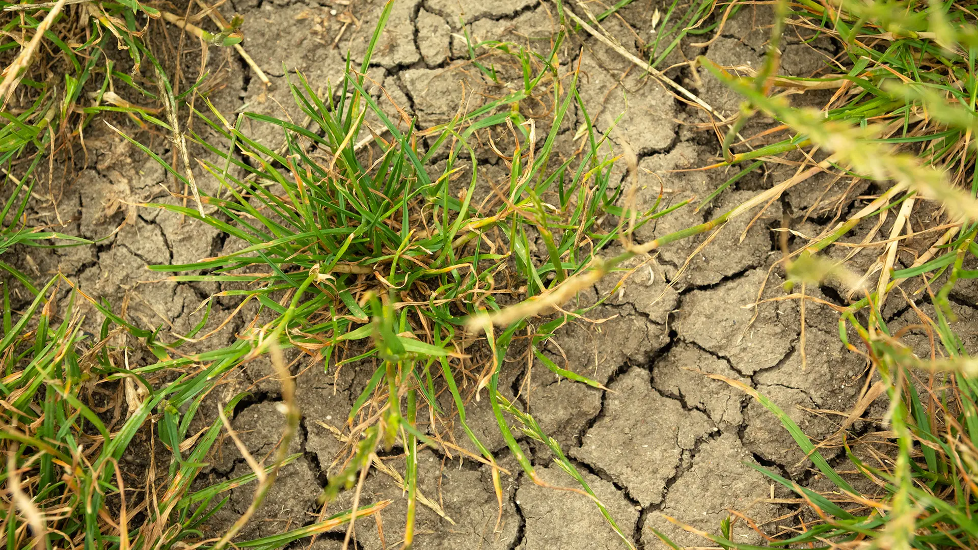 Trockenheit und Dürre in SH? Landwirte sind (noch) gelassen