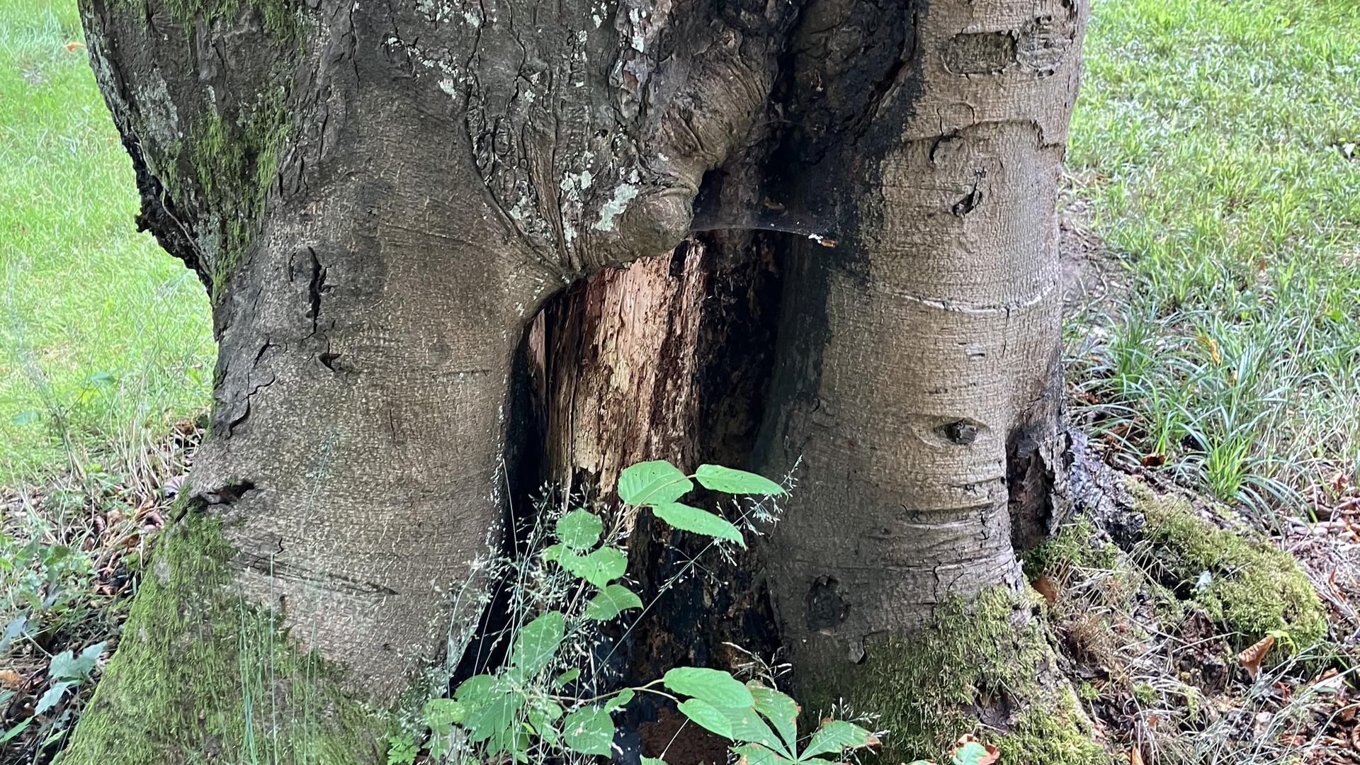 44 Alleebäume auf Rügen gefällt - Grüne verlangen Aufklärung