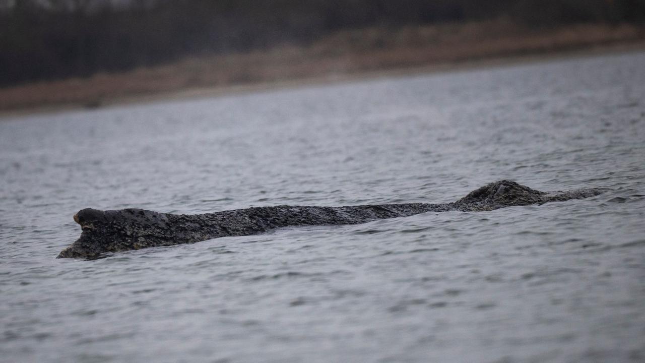 Liveticker: Verirrter Buckelwal befindet sich vor Redentin