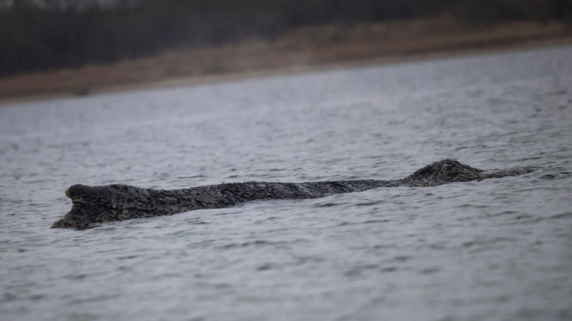 Liveticker: Verirrter Buckelwal befindet sich vor Redentin