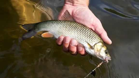 Eine Hand hält einen Döbel am Haken aus dem Wasser.