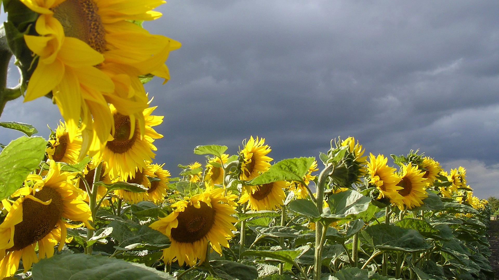Sommerbilanz für MV: Viel Regen, besonders im Juli