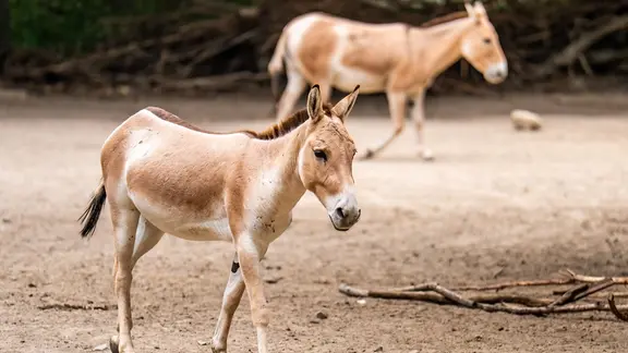 Baltischer Stör wird wiederangesiedelt: Vier Tiere in Sassnitz ...