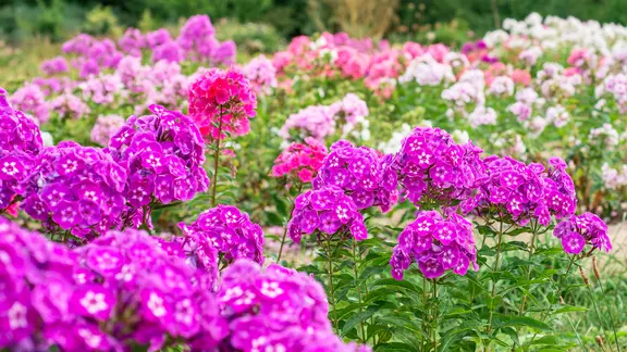 Pinkfarbig blühender Phlox in einem Beet.